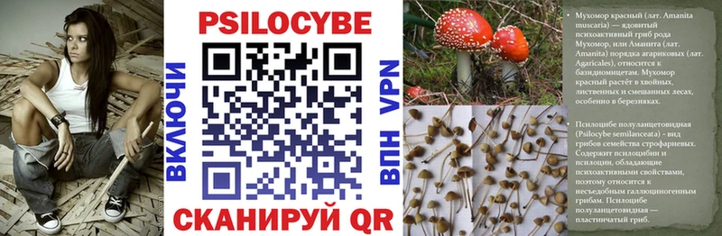 купить  сайты  Черноголовка  Галлюциногенные грибы MAGIC MUSHROOMS 